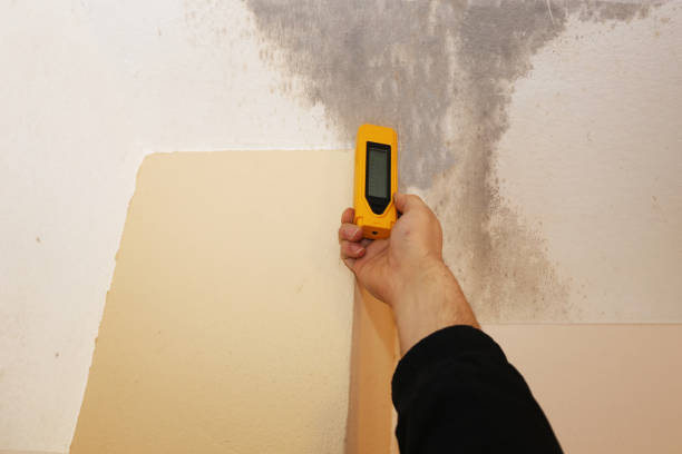 Best Basement Mold Removal  in Augusta, WI