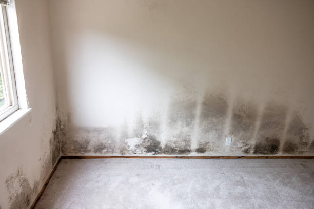 Best Post-Construction Mold Inspection  in Augusta, WI